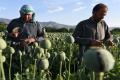 Sixty per cent of opium cultivation is concentrated in the south of the country - Sakshi Post