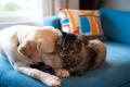 The findings showed that while dogs have about 530 million cortical neurons, cats have 250 millio - Sakshi Post