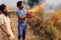The magnitude of straw burning has increased since it cuts just the spike of paddy plants, leaving stems intact. - Sakshi Post