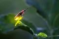 Fireflies are known for the light they emit during nights - Sakshi Post