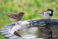 The Nature Forever Society of India has started an international initiative to mark March 20 as World Sparrow Day - Sakshi Post