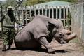 The 45-year-old rhino was euthanized on Monday after his condition worsened significantly and he was no longer able to stand - Sakshi Post