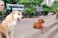 A couple of years ago, the BBC had put out that India had 300 million strays, and that some 20,000 die of rabies every year - Sakshi Post