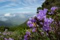 Neelakurinji flowers - Sakshi Post