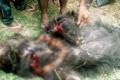 The villagers later killed the bear and shifted the injured to the hospital - Sakshi Post