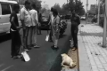 Dog Crushed To Death In Agra - Sakshi Post