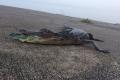 Frog Lured An Alligator - Sakshi Post