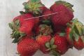 Sewing Needles In Strawberries - Sakshi Post