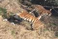 UP Man Injured In Tiger Attack - Sakshi Post