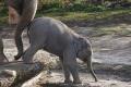 Baby Elephant Which Fell Into Well Rescued - Sakshi Post