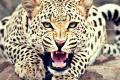 In a second such incident this month, a leopard has killed a three-year-old boy in a remote hilly village in Mahore area of Jammu and Kashmir’s Reasi district - Sakshi Post