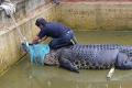 Indonesian Woman Mauled To Death By Crocodile - Sakshi Post