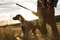 Man Loses Gun License After Dog Shoots Him - Sakshi Post