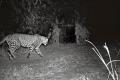 Leopard On ICRISAT Campus Gives Sleepless Nights To Forest Officials - Sakshi Post