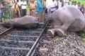 Train Runs Over Two Elephants In Jwalapur - Sakshi Post