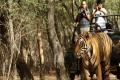 Tigers Suffering Wildlife Tourism Induced Stress: CCMB - Sakshi Post