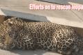 Injured leopard on  NH 7 - Sakshi Post