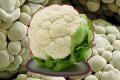  The Maths behind the ‘fractal’ shape of the Cauliflower Solved - Sakshi Post