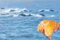 Rare Sightings: Dolphins In Rushikonda Beach, Gold Fish in Chittoor Lake - Sakshi Post