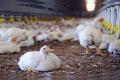 Chicken Prices in AP Touches The Roof on Kanuma - Sakshi Post