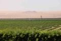 Why the Future of Agriculture Lies in Desert in Middle East Region? - Sakshi Post