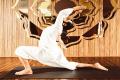 MoonSalutation - Sakshi Post