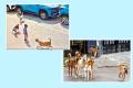 tips to save yourself from stray dog attack - Sakshi Post