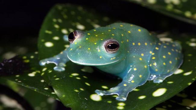 The newly discoverd frog sports a muted palette of greens, yellows and reds under normal light, but gives off a bright blue and green glow in the dark. - Sakshi Post