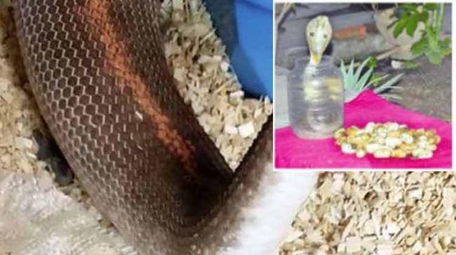 The snake and 50 eggs were rescued by the Pranadhara Trust members and were handed over to Telangana forest department. - Sakshi Post