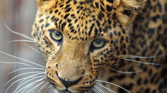 Leopards attack incidents in Gujarat - Sakshi Post