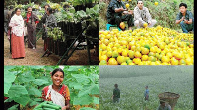 Sikkim produced 80,000 metric tonnes organic vegetable in the state last year to showcase its commitment to organic farming. - Sakshi Post