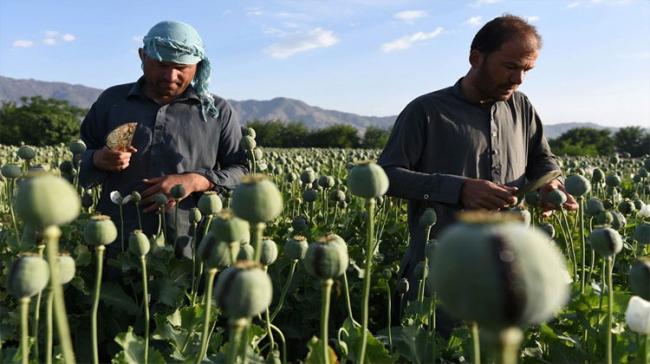 Sixty per cent of opium cultivation is concentrated in the south of the country - Sakshi Post