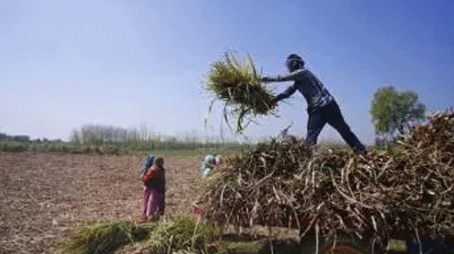 He was a resident of Murgu Naktitola Kamta village, situated under Sisai police station of Gumla district, around 130 km from Ranchi. (Representational image)&amp;amp;nbsp; - Sakshi Post