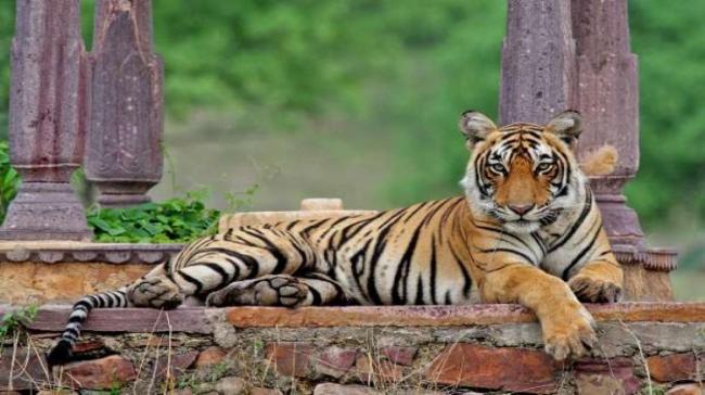 Manchli, the tigress of Ranthambore&amp;amp;nbsp; - Sakshi Post