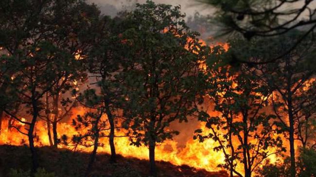 Emergency Declared In Southern Mexico As Forest Fires Rage - Sakshi Post