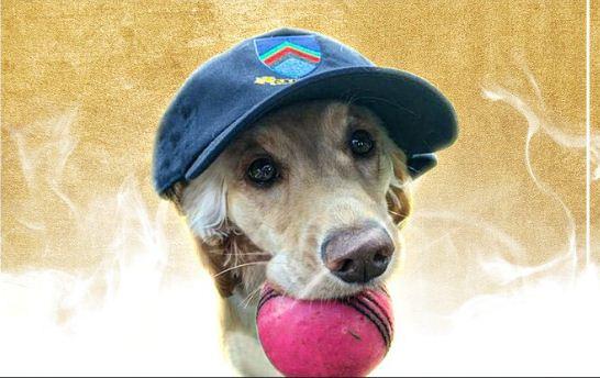 ICC Dog Of The Month - Sakshi Post