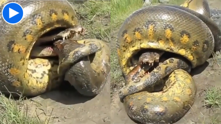 Anaconda Vs Crocodile| And Its Quite A Struggle Folks