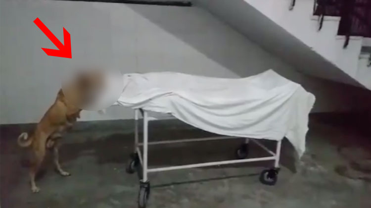 Hospital Video Showing Stray Dog Eating Away Girl S Dead Body At   6 1606460428 